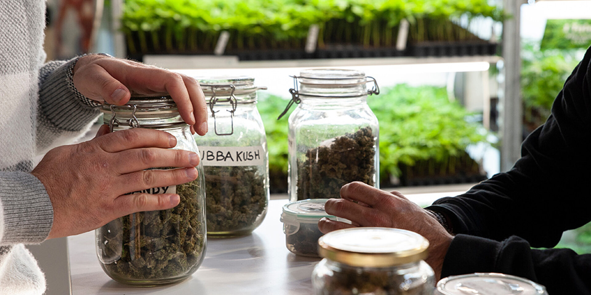 Dried Cannabis Jars web