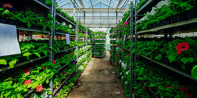 All About Casters for Horticulture and Controlled Environment Agriculture (CEA)